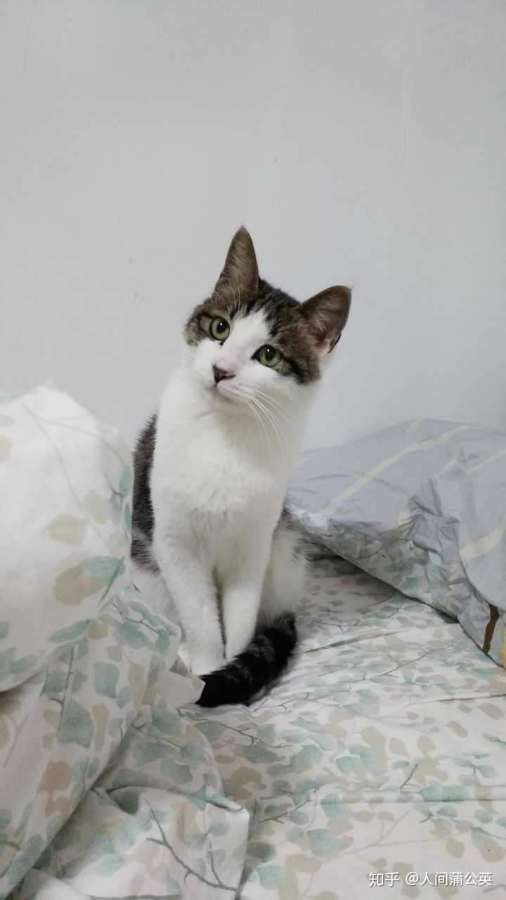 狸花猫可以有多可爱?