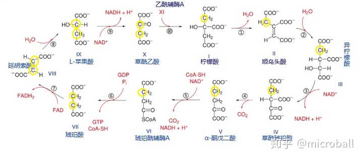 求问一下 丙酮酸进入三羧酸循环 是变成乙酰辅酶a 还是变成草酰乙酸?