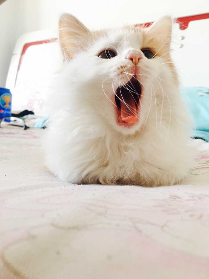 o e 跟我一起张嘴 