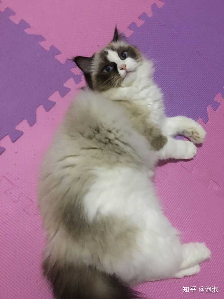 想买布偶猫,有靠谱一点的猫舍吗?