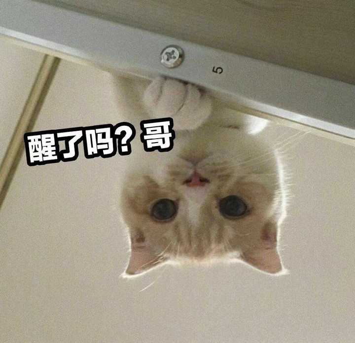 有哪些沙雕又可爱的动物表情包?