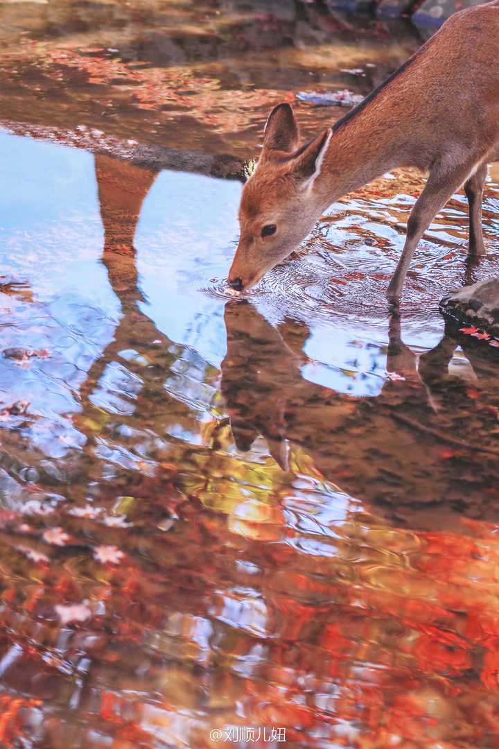 小鹿在喝水,我踩在略危险的两块大石头上拍个不停.