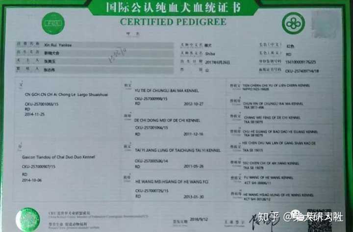 柴犬怎么看纯不纯?