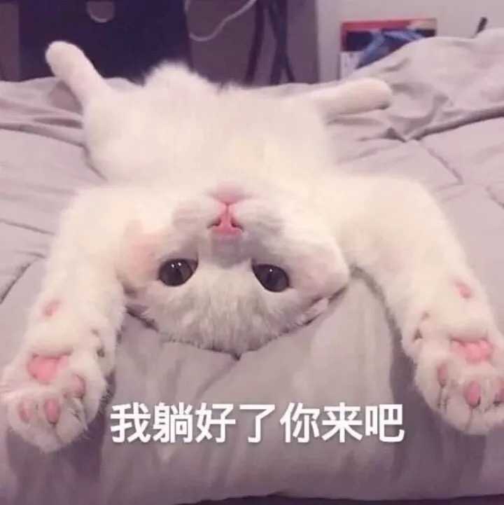 有哪些搞笑的猫咪表情包?