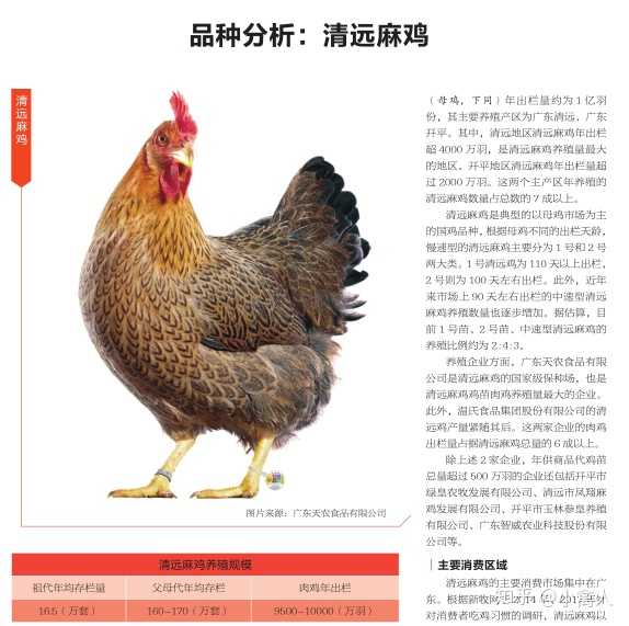 中国市场上有哪些品种的肉食用鸡,各有什么特点?