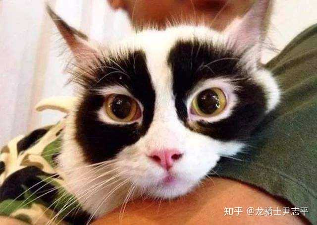 奶牛猫 以其特殊的花纹从来没有让我失望过 糙汉猫