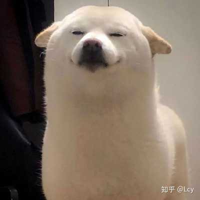 有哪些可爱的狗狗头像?