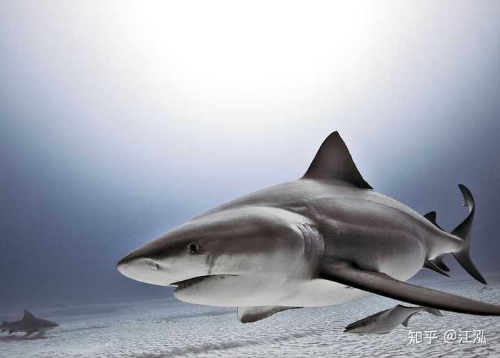 在实际的科学观测中,生物学家发现像 大白鲨,虎鲨,双髻鲨,灰鲭