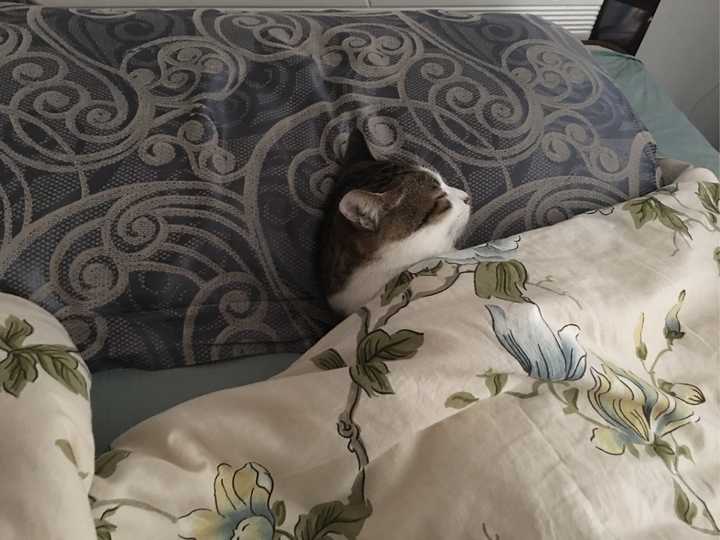 你家猫有哪些可爱的行为?