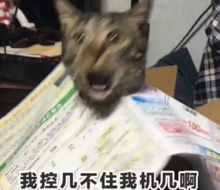 不会,不信你可以对我试试(滑稽保命)