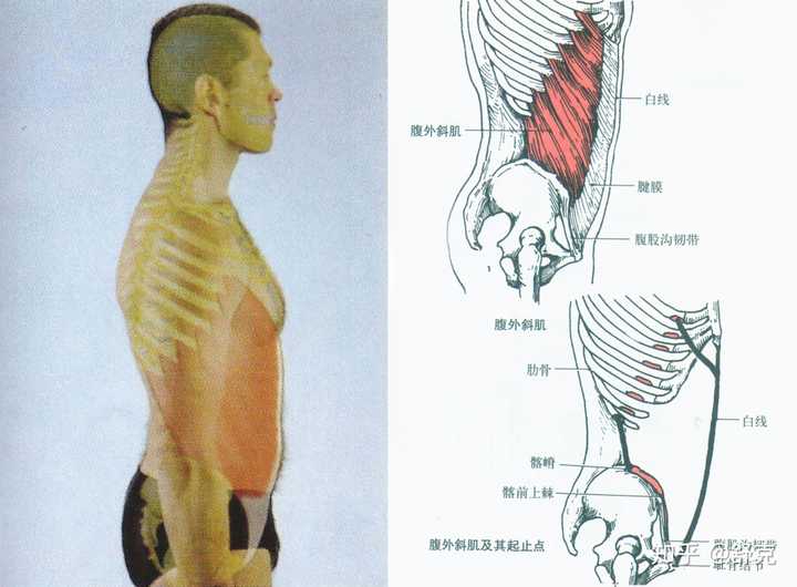 (图:腹外斜肌)