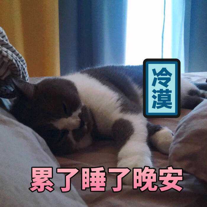 请问有没有猫咪的表情包?