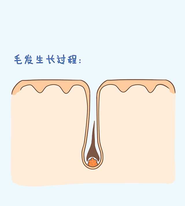 酰胺给毛发提供了过多的营养,提升了细胞的活力,从而促使了毛发的生长