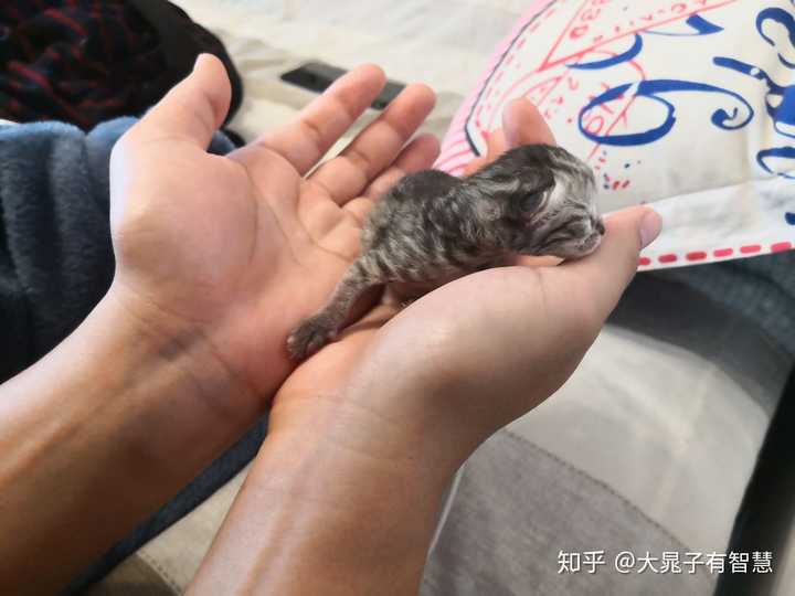 全程需要人工剪脐带,清鼻子粘液,协助猫妈妈生产有六只宝宝成功存活