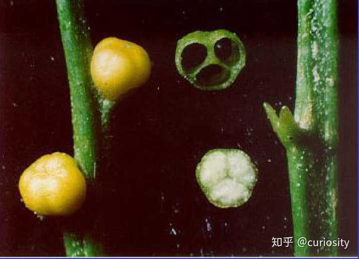 松叶蕨茎,叶与孢子囊