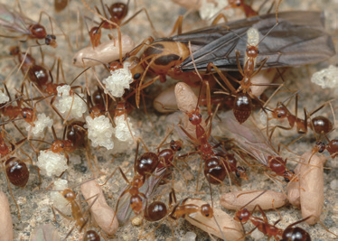 如何区别白蚁和蚂蚁