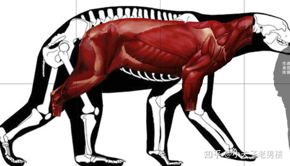 采用缩放对其72cm肱骨,图中红色为洪荒剑齿虎450kg肌肉,加上熊比虎