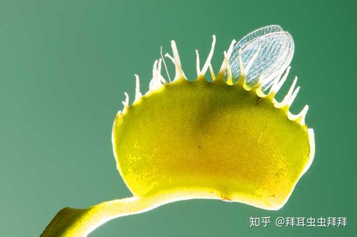 蚊子的前三个生命阶段卵,幼虫(也就是孑孓),蛹都生活在水体环境中,仅