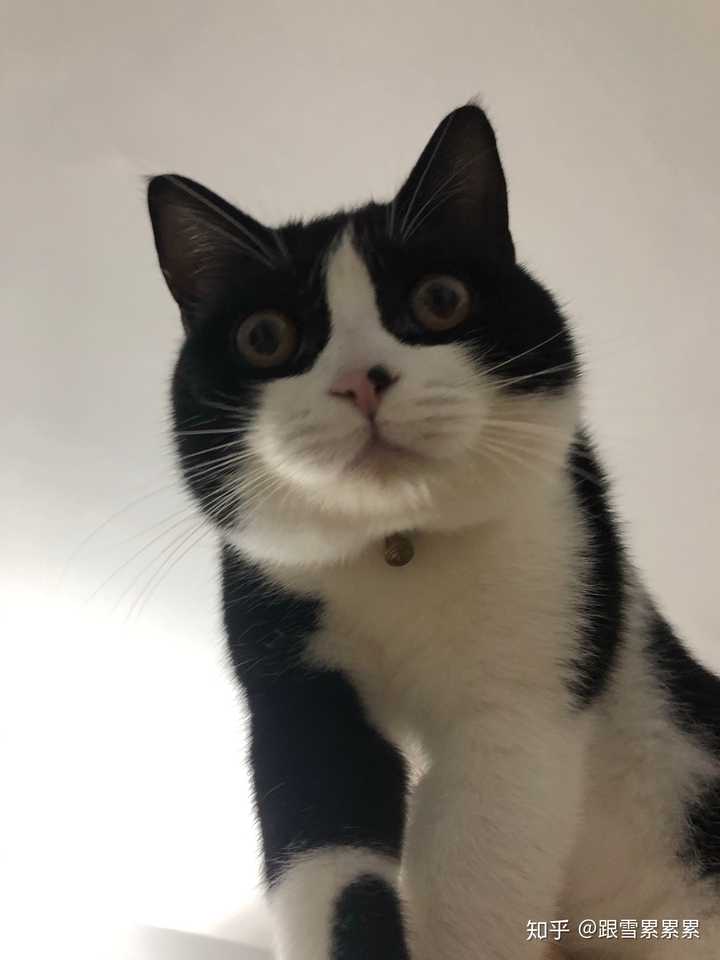 奶牛猫会发腮吗?