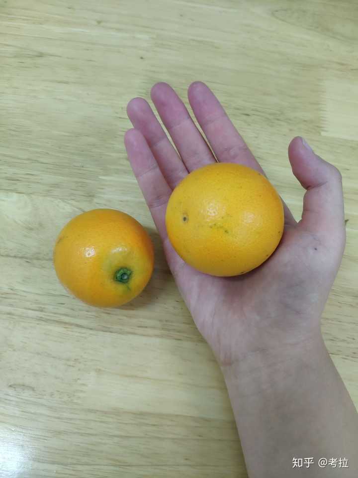 要吃橙子,要买进口的还是国产的,进口的好贵啊,国产又