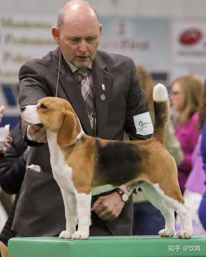 史宾格猎犬(缉毒犬翘楚,打猎也好用)