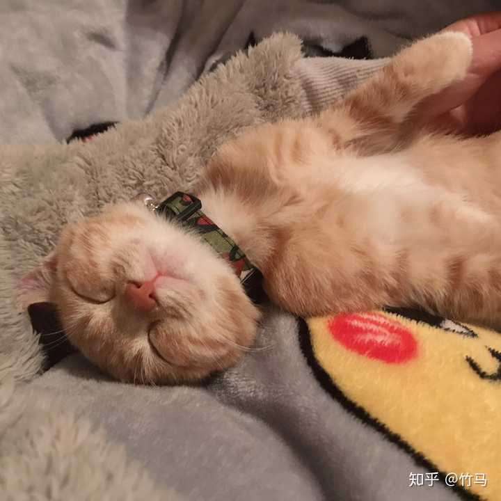 躺我怀里睡觉的样子.
