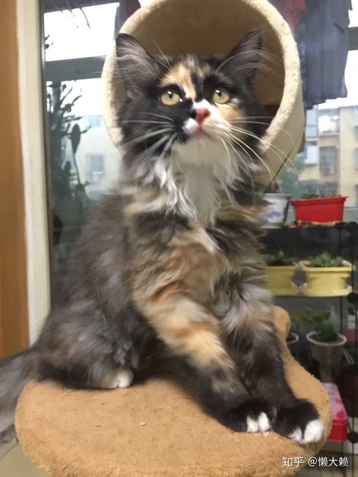 最好看的三花猫长什么样子?
