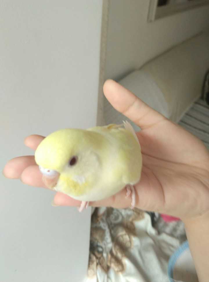 如何让虎皮鹦鹉乖乖停在我手上不乱飞?