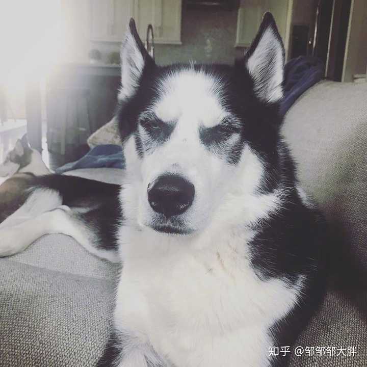有哪些高冷又不失可爱的头像