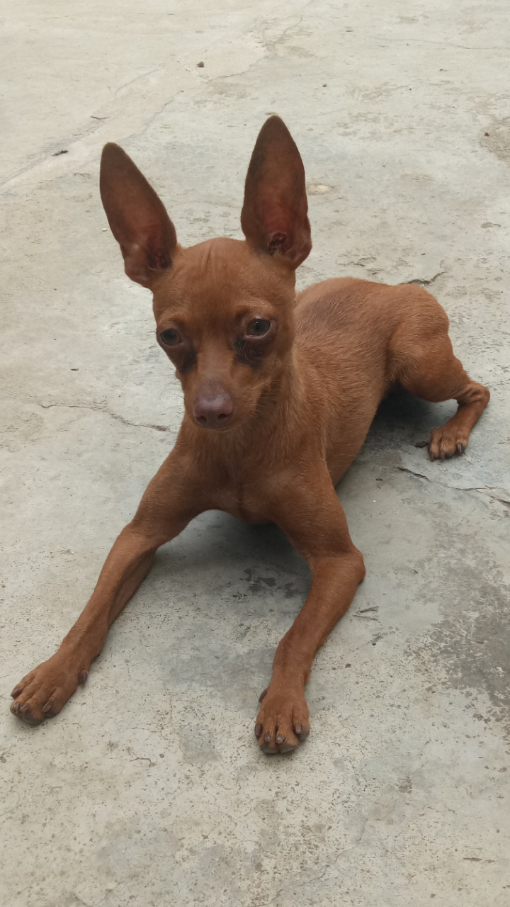 养小鹿犬或者吉娃娃是什么样的体验呢