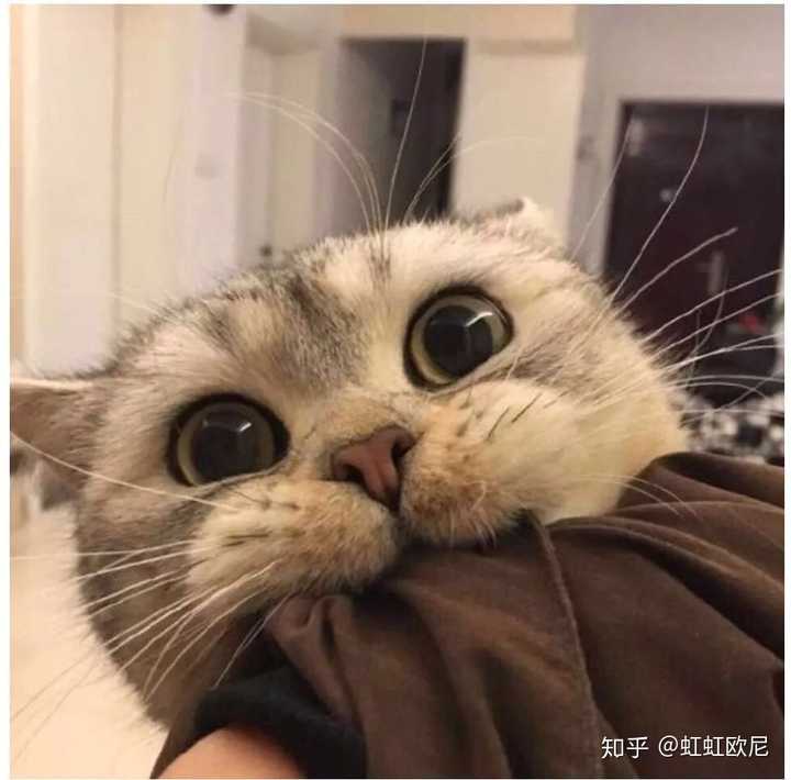 有没有什么可爱又略调皮的微信头像?