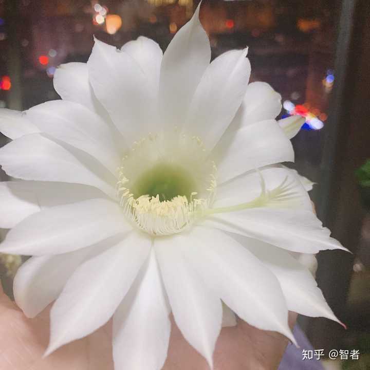 开大白花得仙人球叫啥名,只开一天呢?