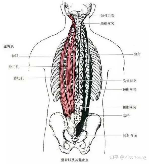 脊椎会后伸,维持我们直立姿势的重要结构,主要功能是就是伸展躯干