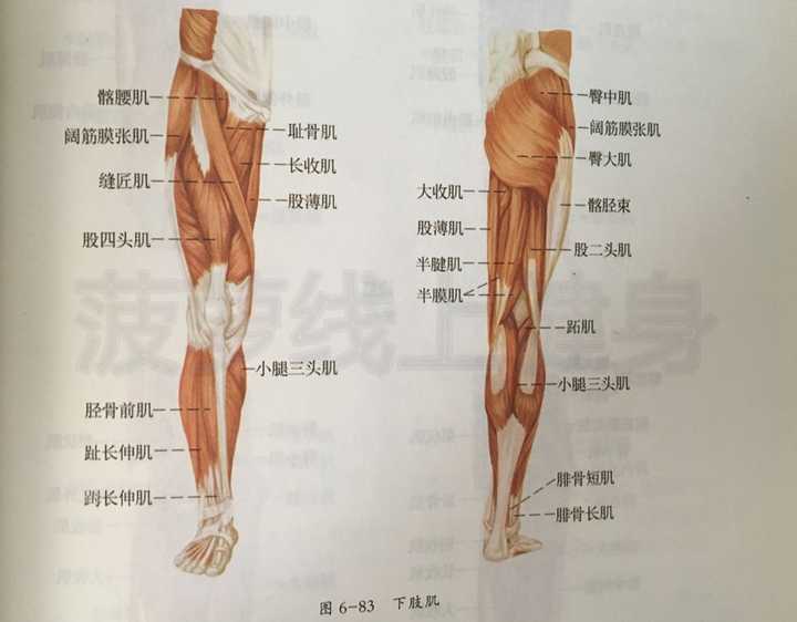 瘦了20斤但腿一点没瘦?