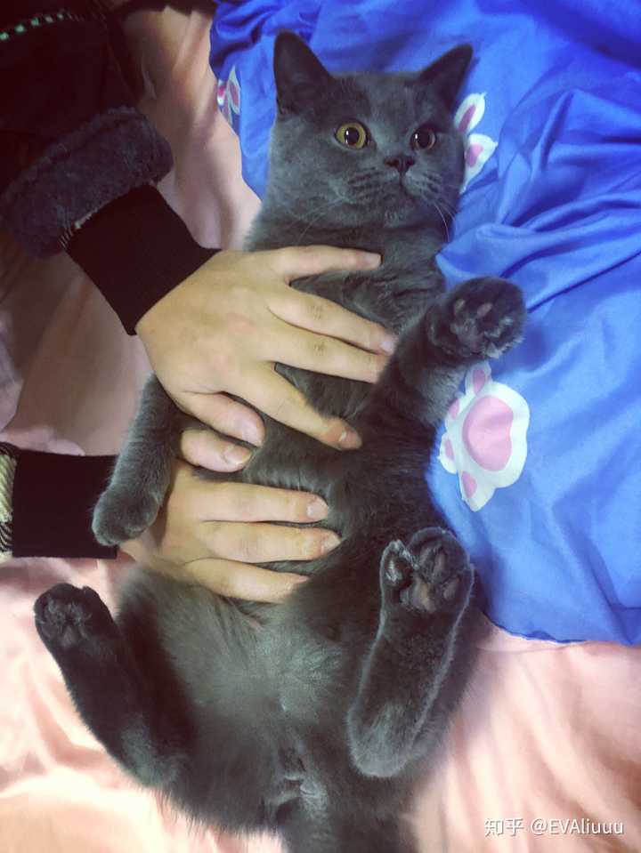 英短蓝猫脸超尖怎么破?
