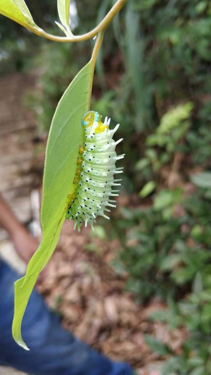 求问这种毛毛虫品种,以及成虫样子?