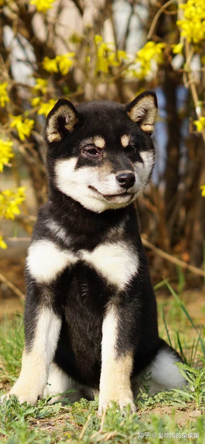 我想买黑柴,请问有靠谱的犬舍推荐吗?