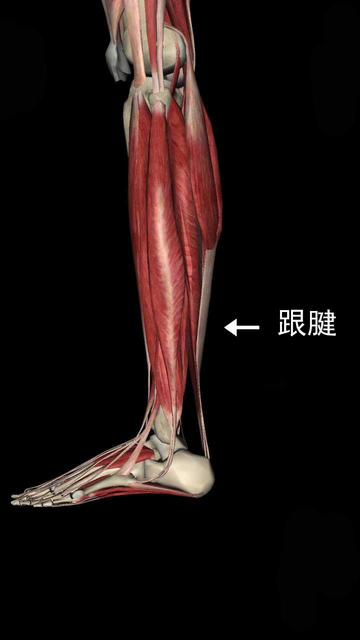 大腿前侧的肌肉过于发达怎么办