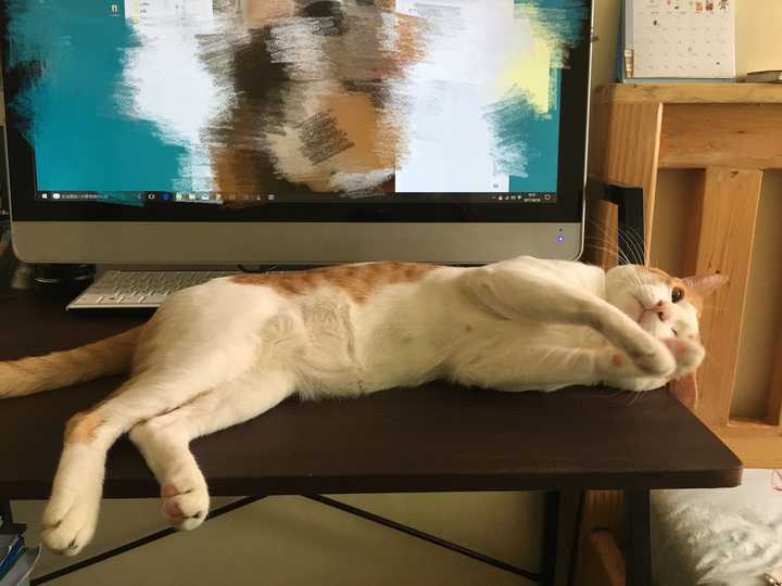 猫得了fip传染性腹膜炎真的是无药可医了么?