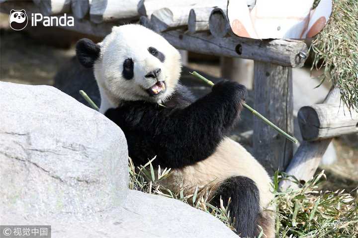 所以旅居加拿大的两只中国大熊猫 "二顺"和"大毛" 将被提前两年送回