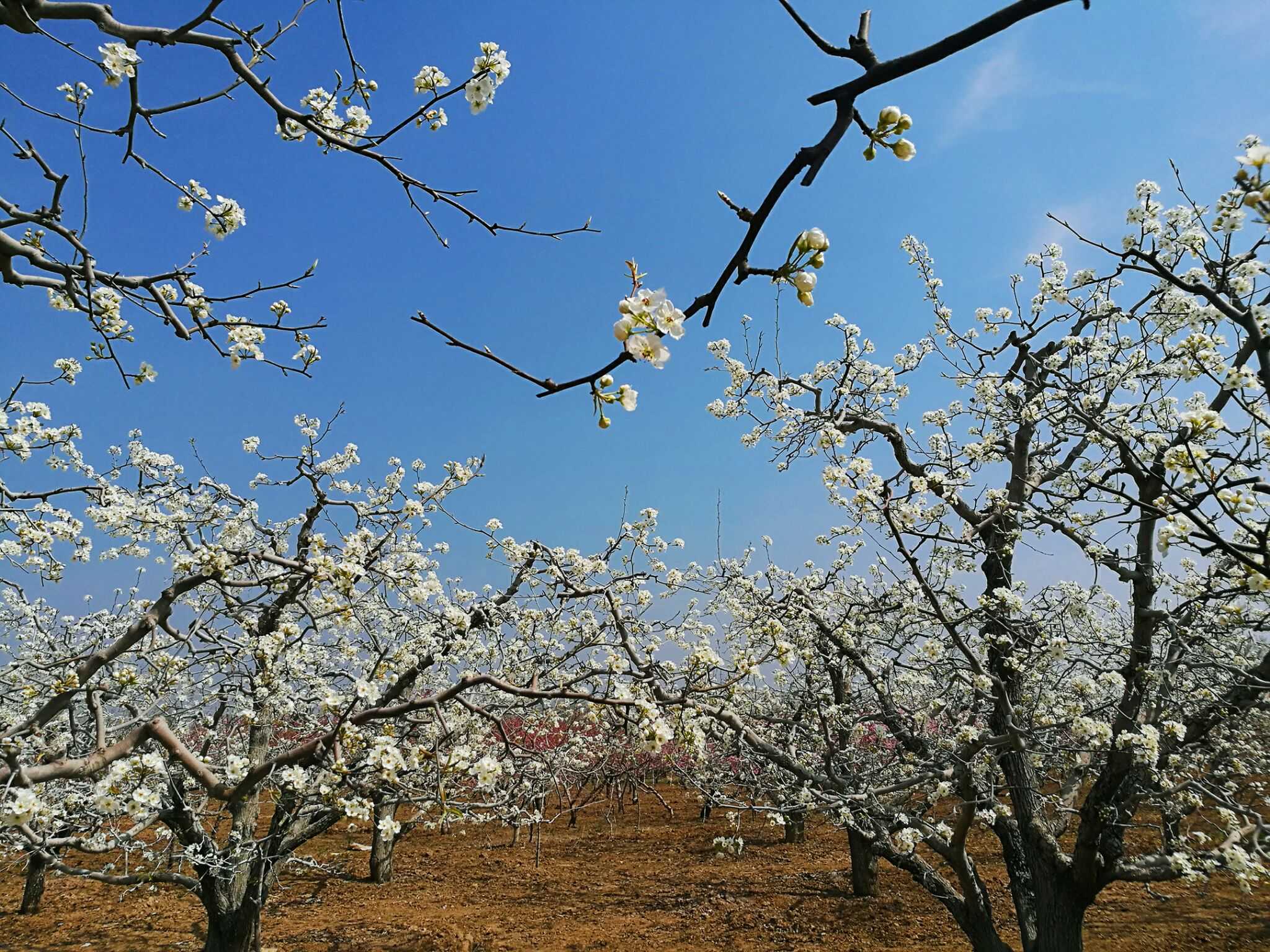 安徽砀山,春天是画里的世界,旅游名气还小,但砀山梨可是名扬世界