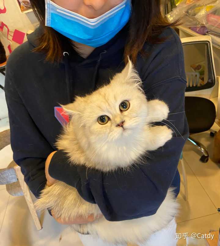 不够钱养猫,可以给我看看你家的猫吗?