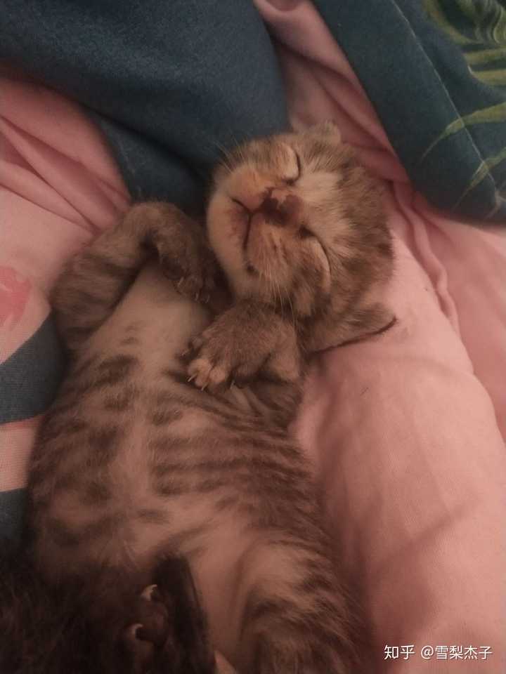 把母猫和它生的猫崽子一起养是什么体验?