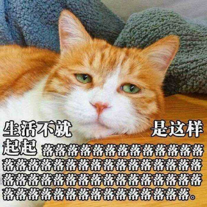 请问有没有猫咪的表情包?