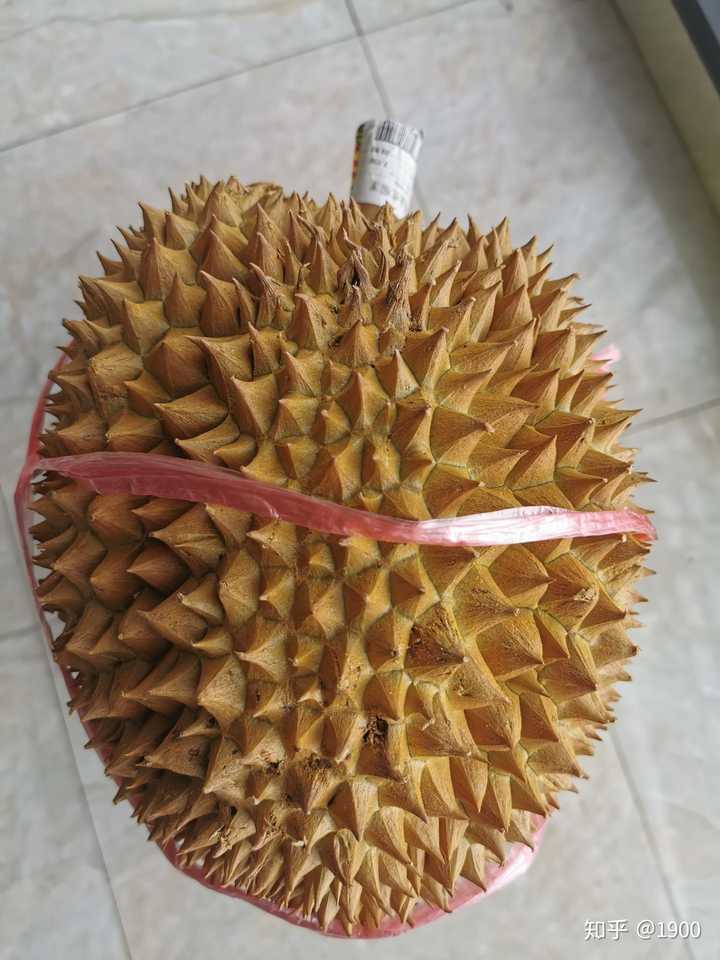 附上我昨天买的榴莲:整体形状比较规整,每一房都发育良好.