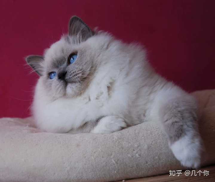 你见过颜值最高的蓝手套色布偶猫是什么样子?