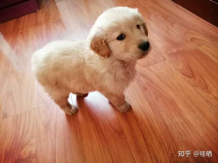 下面是我家狗小时候的照片,你可以对比一下