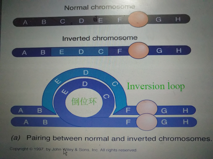 谁能帮我具体解释一下9号染色体臂间倒位的影响与指导?