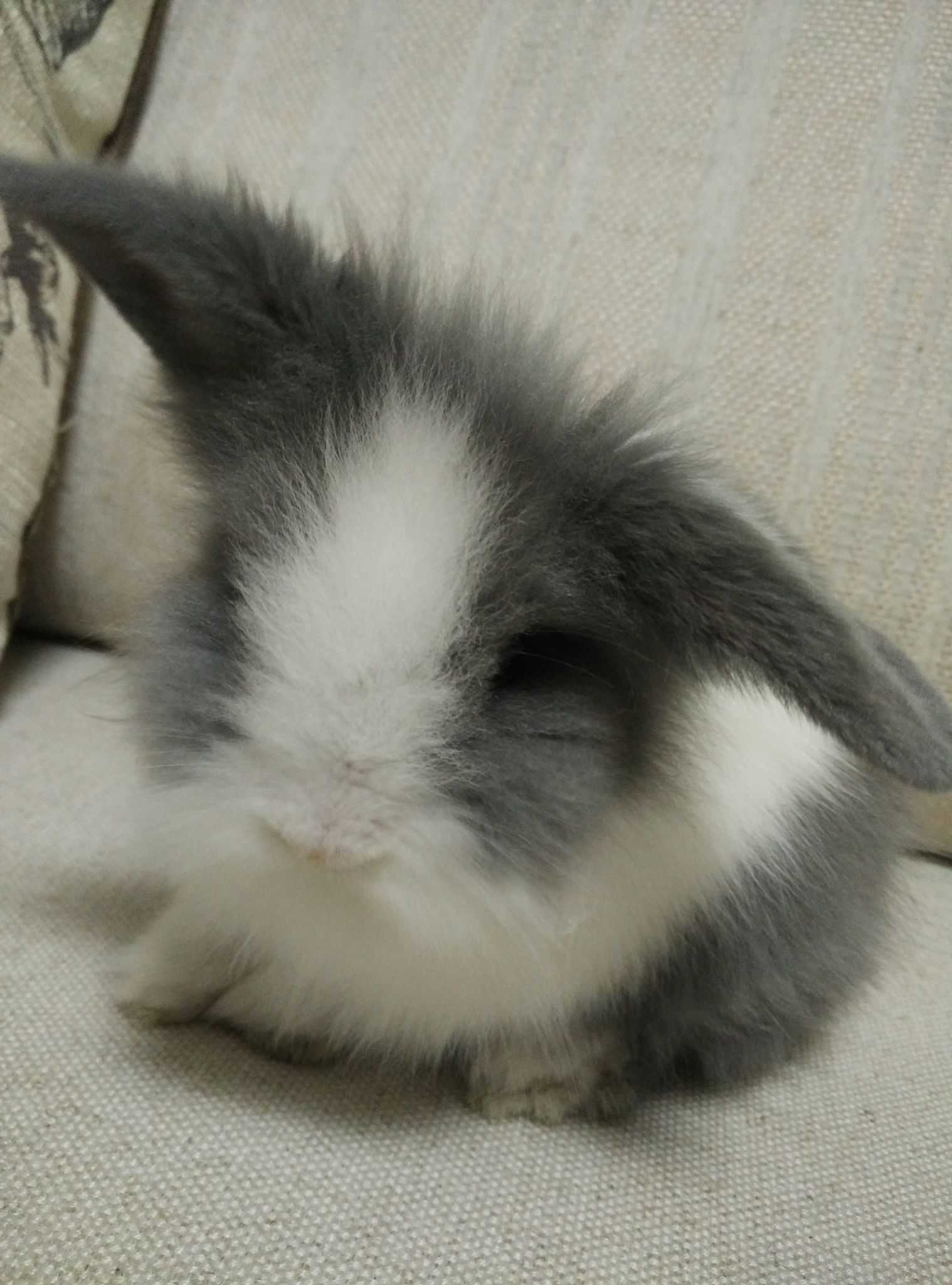 给我的兔子