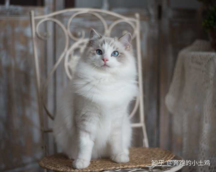 4000元能买到什么品相的布偶猫?